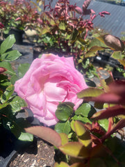 Perfume Passion - Hybrid Tea Rose