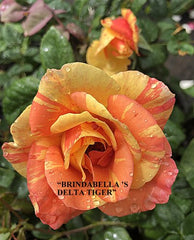 Brindabella Delta Tiger™ New Release Bush Rose