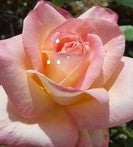 Diana, Princess Of Wales - Hybrid Tea Rose