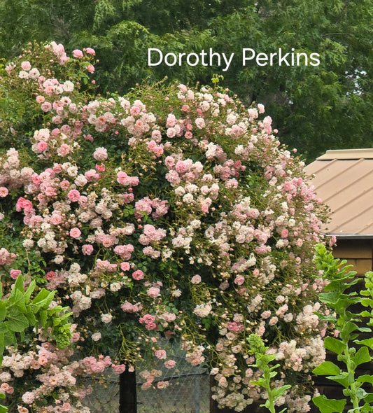 Dorothy Perkins Climbing (Bare-rooted)