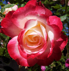 Double delight Bareroot