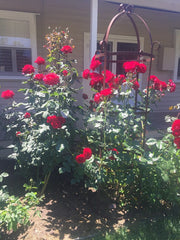 Dublin Bay - Climbing Rose