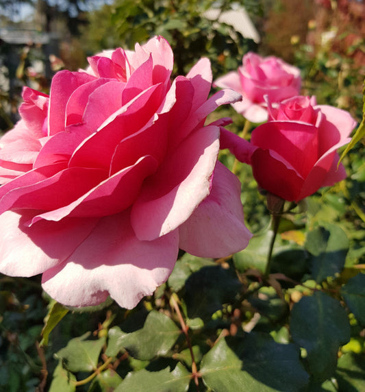 Duet - Hybrid Tea Rose