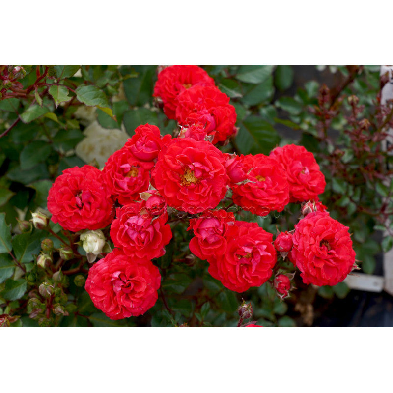 Dwarf Fairy 2 ft Patio Miniature Standard Rose