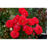 Dwarf Fairy 2 ft Patio Miniature Standard Rose