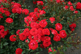 Dwarf Fairy 2 ft Patio Miniature Standard Rose