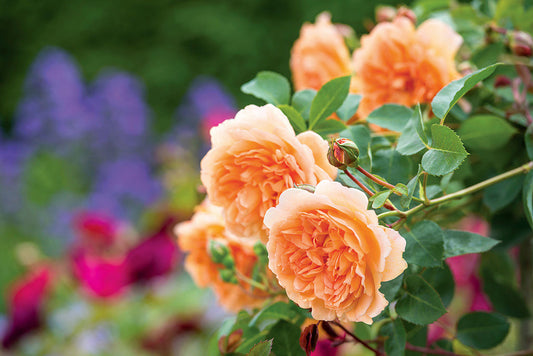 Dame Judi Dench - David Austin - Shrub Rose