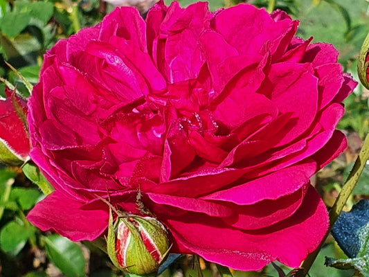 Darcey Bussell David Austin (Bare-rooted)
