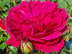 Darcey Bussell David Austin (Bare-rooted)