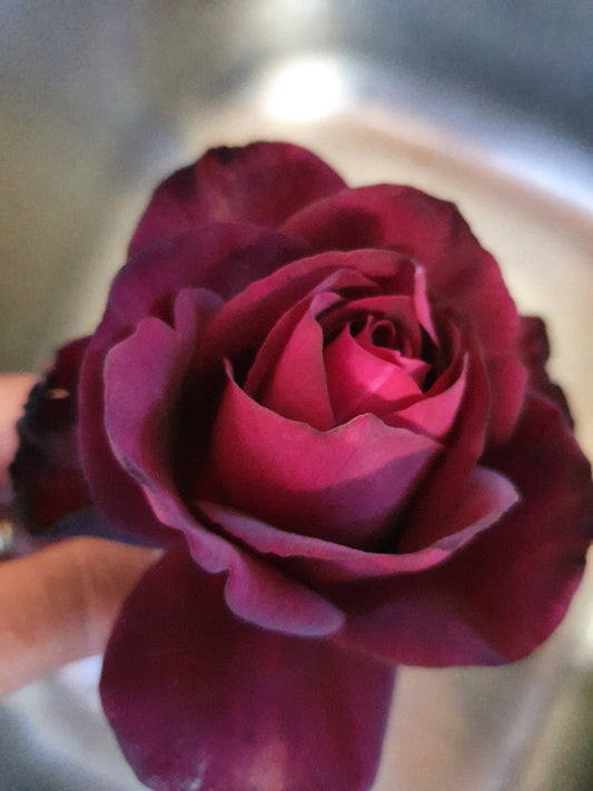 Dark Desire - Hybrid Tea (bare rooted)