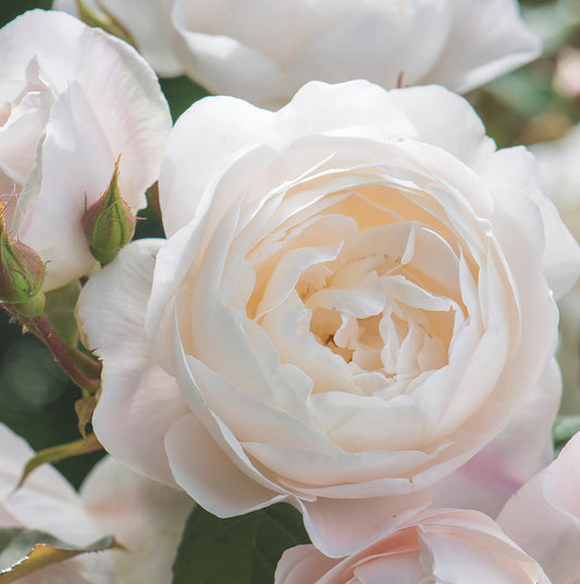Desdemona  - David Austin shrub rose