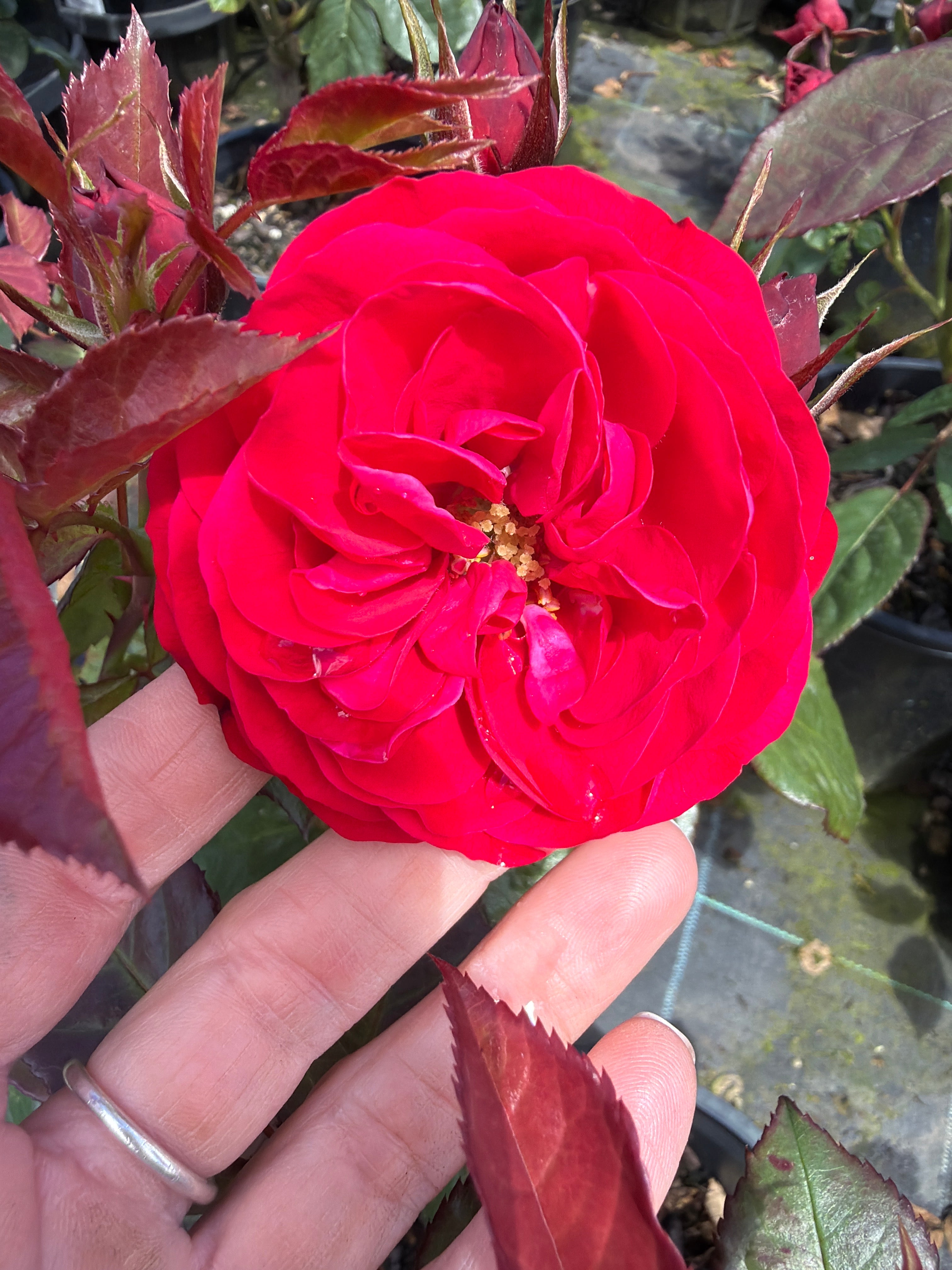 Europeana Floribunda Potted Bush Rose