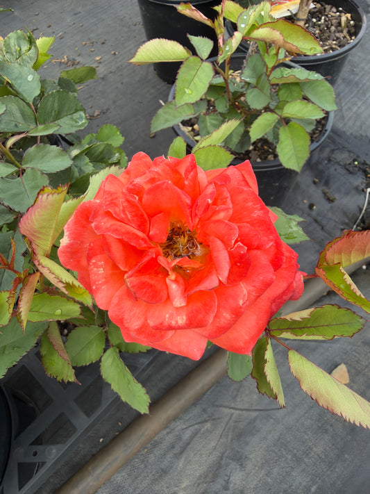 Fearless - Modern Shrub
