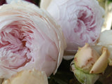 Earth Angel - Modern Shrub