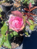 Perfume Passion - Hybrid Tea Rose