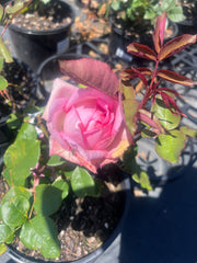 Perfume Passion - Hybrid Tea Rose