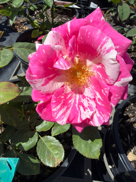 A Best Impression New Release Bush Rose