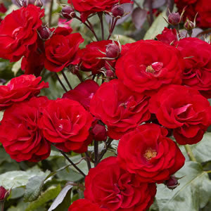 Europeana Floribunda Rose 2 ft Patio Standard