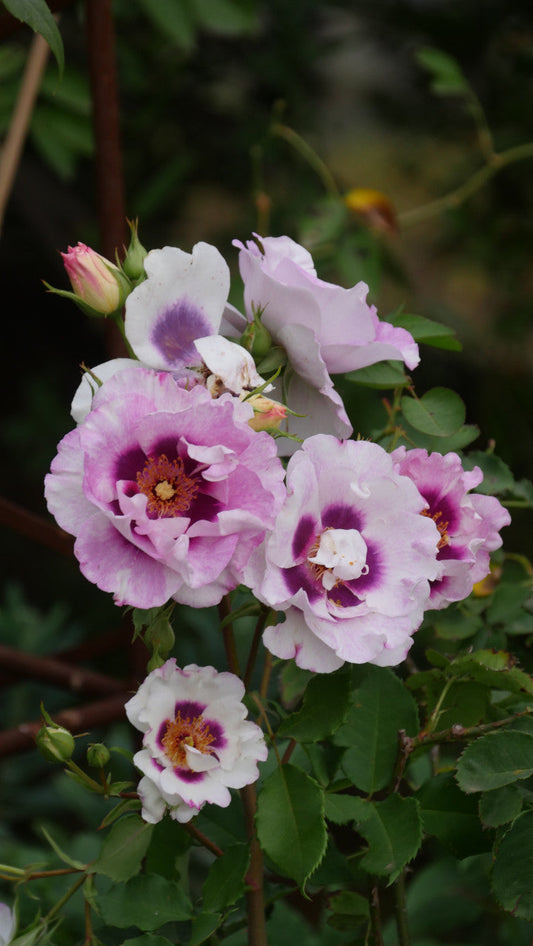 Eyes For You - Modern Shrub