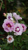 Eyes For You - Modern Shrub