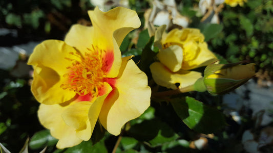 Eye Of The Tiger - Modern Shrub
