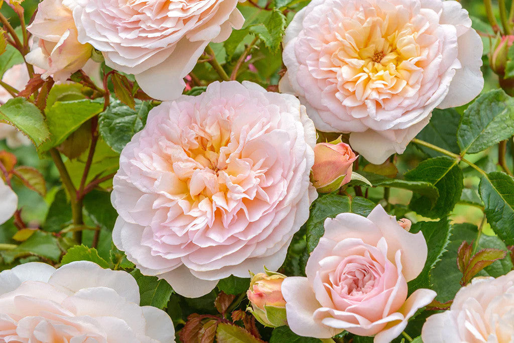 Emily Bronte (Ausearnshaw) - David Austin shrub rose