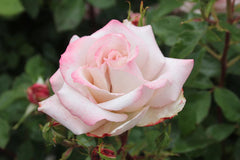 Endless Love New Release Bush Rose 2ft patio standard