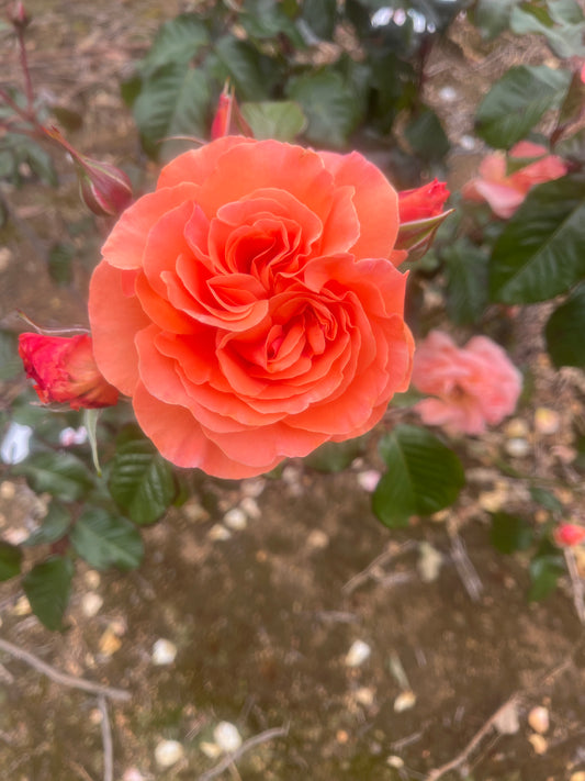 Casanova - Floribunda Shrub Rose