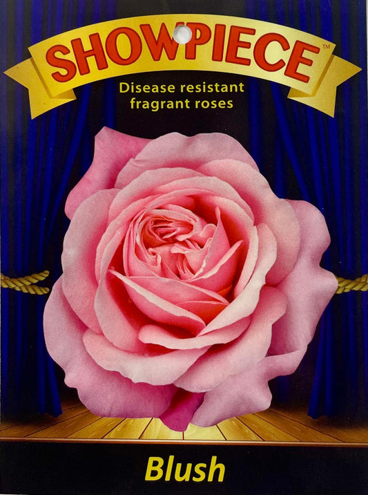 Showpiece™ Blush (Bare-rooted)