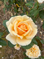 Valencia - Hybrid Tea Rose
