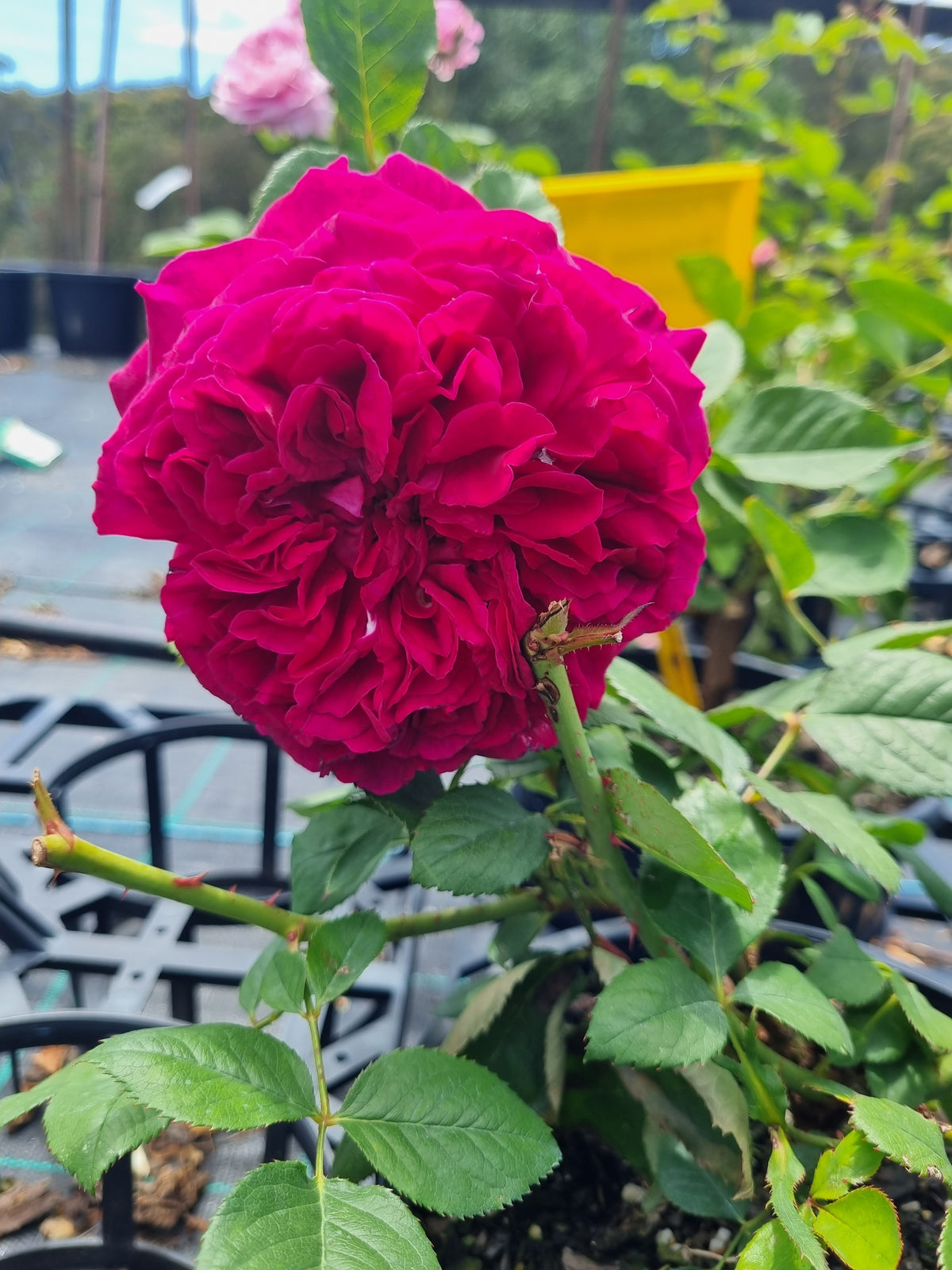 Falstaff New Release David Austin Bush Rose