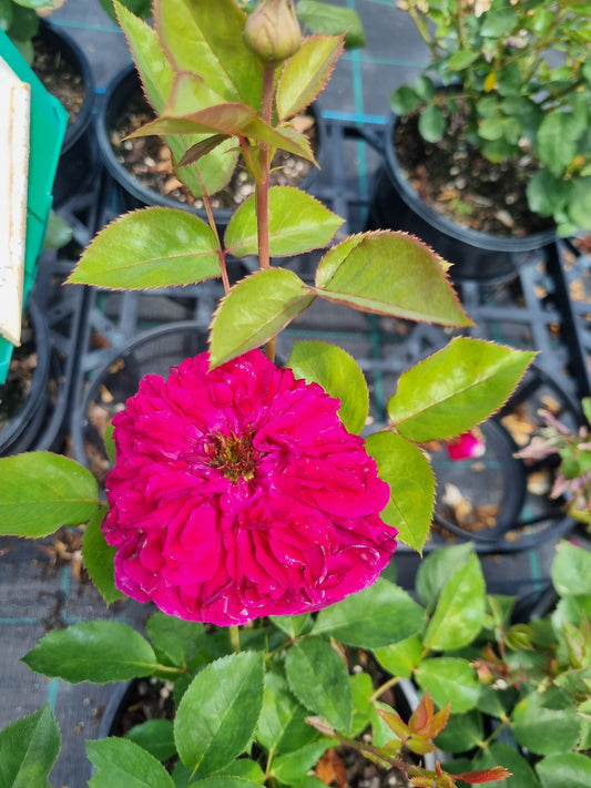 Falstaff New Release David Austin Bush Rose