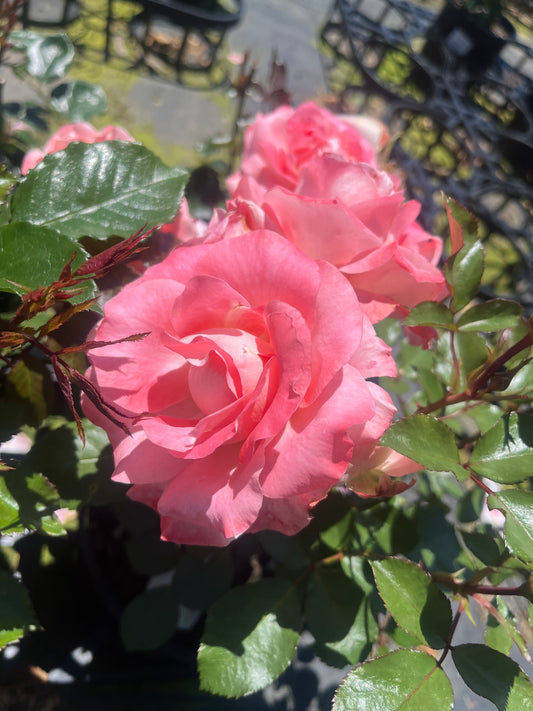 Gold And Fancy  Floribunda New Release Bush Rose