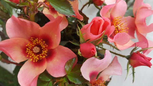 For Your Eyes Only - Modern Shrub