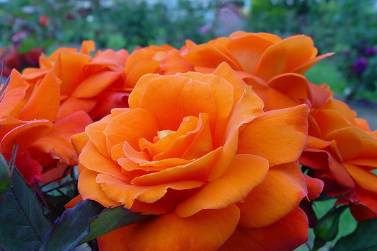 Fearless - Modern Shrub (bare rooted)