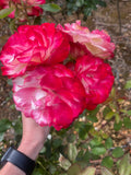 Fire and Ice - Modern Shrub / Floribunda Rose