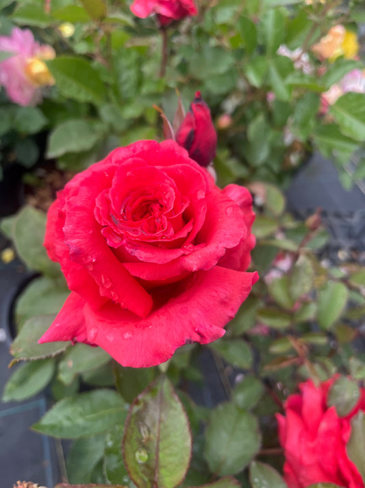 Fragrant Cloud - Hybrid Tea Rose