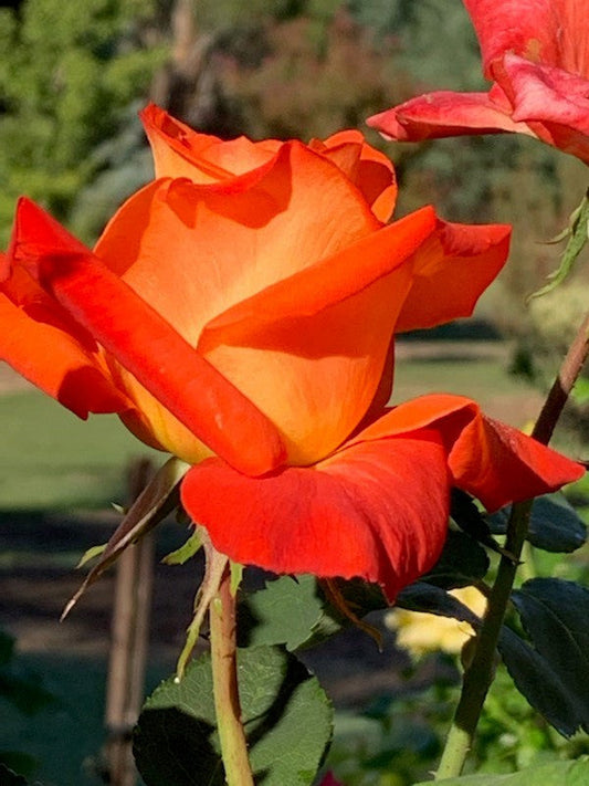 France Libre (Bareroot)