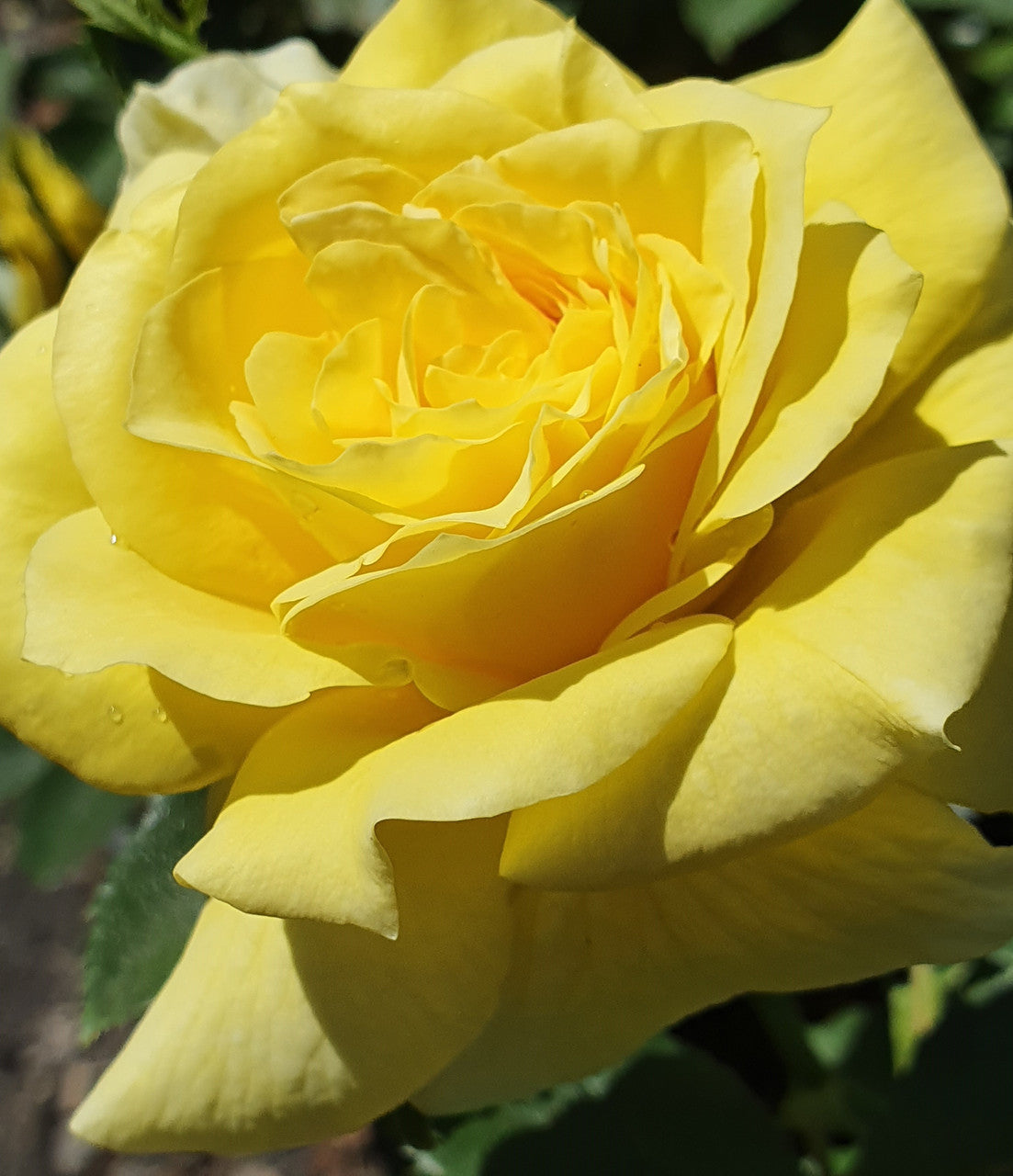 Friesia - Floribunda Rose 2ft patio standard (Bareroot)