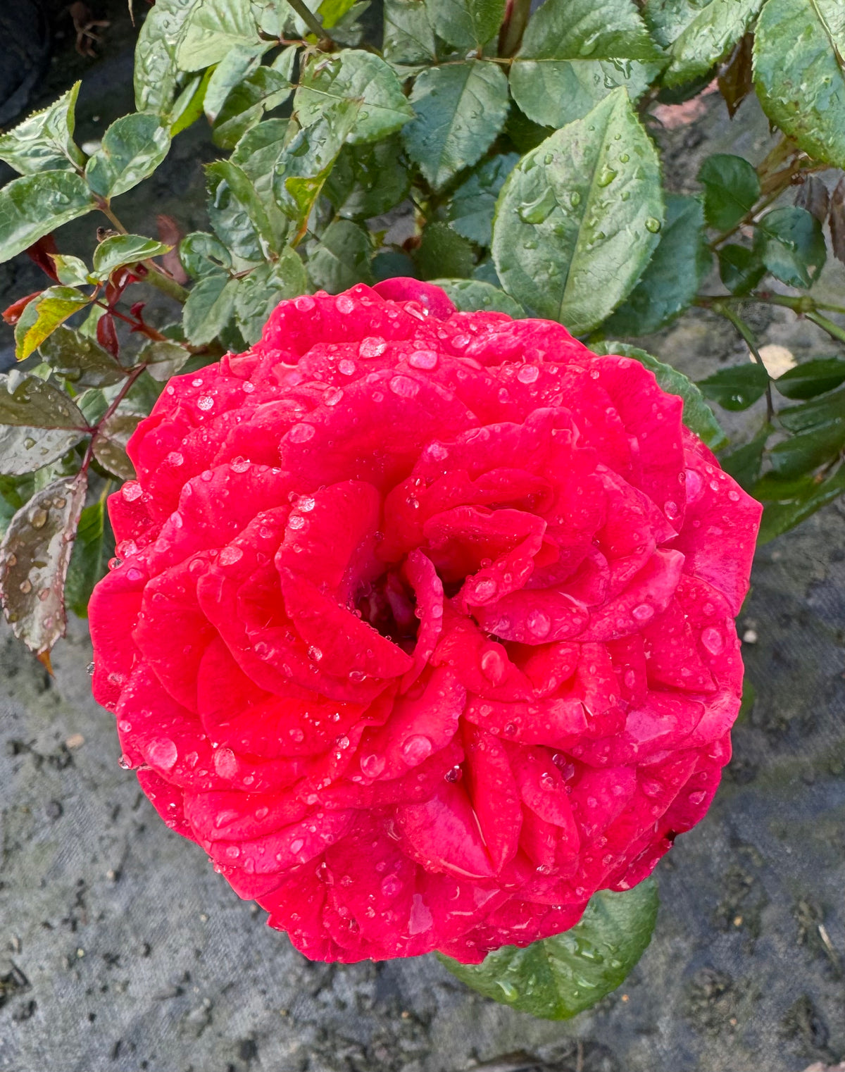 Heartfelt New Release Hybrid Tea Bush Rose