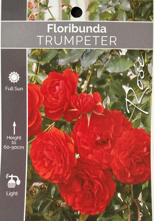 Trumpeter Floribunda - Bush Rose