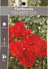 Trumpeter Floribunda - Bush Rose