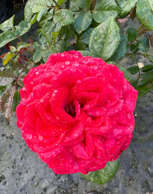 Heartfelt New Release Hybrid Tea Bush Rose