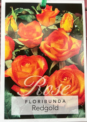 Red Gold Floribunda Potted Bush Rose