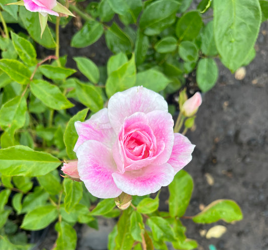 Blushing Pink Iceberg Floribunda Bush Rose
