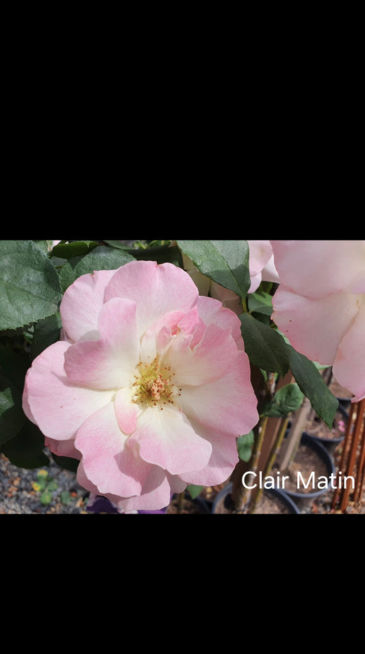 Clair Martin Climbing (Bareroot)