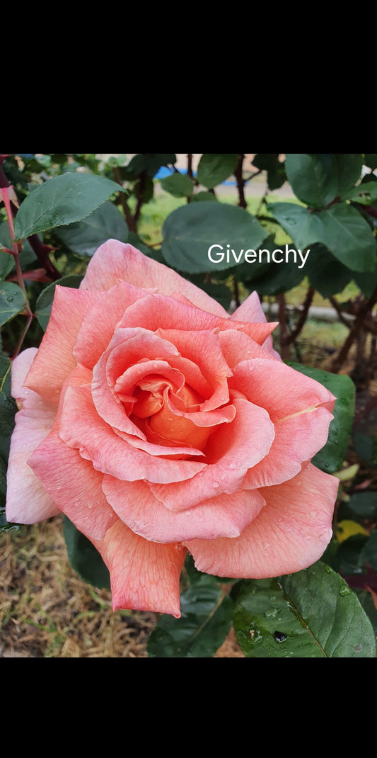 Givenchy Hybrid Tea Bush Rose (Bare-rooted)