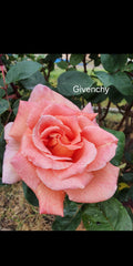 Givenchy Hybrid Tea Bush Rose