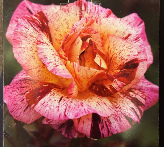Star Burst New Release Floribunda Bush Rose