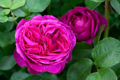 Für Elise Floribunda Rose (bare rooted)
